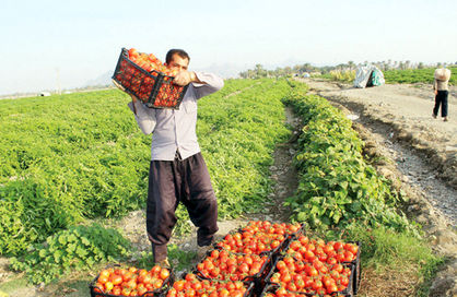 دستور و پیگیری وزیران جهاد کشاورزی و صنعت برای تسهیل صادرات گوجه‌فرنگی