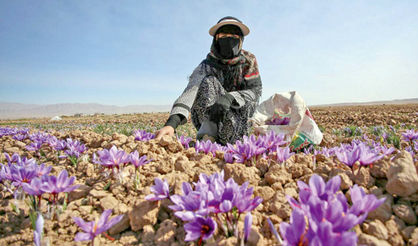 بورس جهانی زعفران راه‌اندازی می‌شود