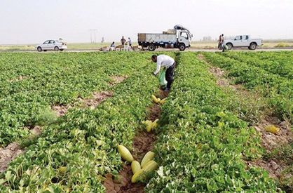 نظر وزارت بهداشت درباره «سلامت» محصولات کشاورزی