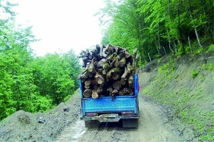 زنگ خطر قاچاق چوب در جنگل‌های کشور