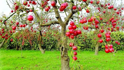 باغ‌ سیبِ سرگردان