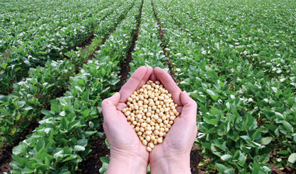 تاخیر در اعلام نرخ خرید تضمینی محصولات کشاورزی