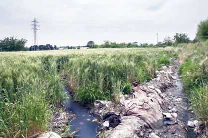بخشی از مزارع جنوب تهران با فاضلاب آبیاری می‌شود