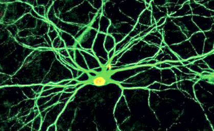 ترمیم آسیب‌ مغزی با تبدیل سلول‌ها به نورون‌های جدید