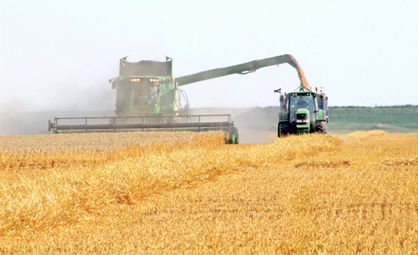 کاهش 35 میلیون تنی تولید گندم جهان