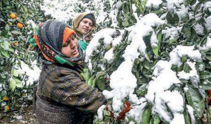 کشاورزی سنتی و چالش سرمازدگی