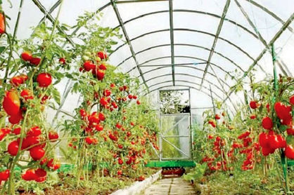 صادرات گوجه فرنگی گلخانه‌ای ممنوع نیست