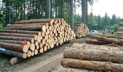 نگهداری از منابع طبیعی بر عهده سازمان جنگل‌هاست