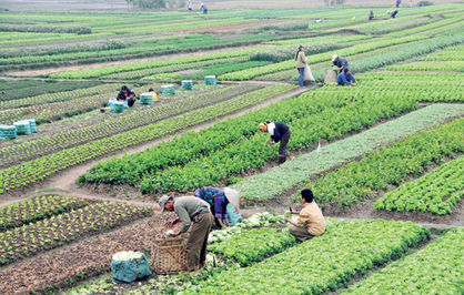 افزایش عملکرد تولید محصولات کشاورزی در هر هکتار