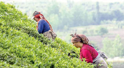 نرخ خرید تضمینی برگ سبز چای تعیین تکلیف نشده است