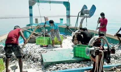شرکت‌های خارجی مجوزی برای صید «فانوس ماهیان» ندارند