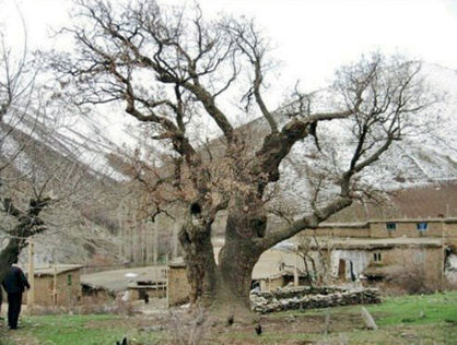 14 درخت کهنسال در کردستان ثبت ملی شدند