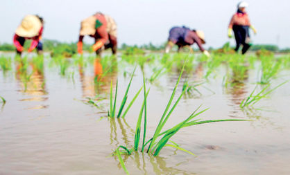 ارقام جدید برنج با هدف بهبود کمیت و کیفیت تولید معرفی می‌شود