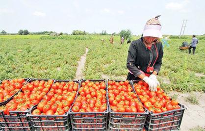 گره گشایی از مشکلات کارآفرینی در بخش کشاورزی