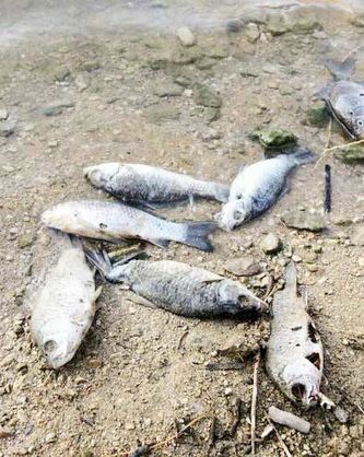 تلف شدن ماهیان در ساحل عسلویه با نشت مواد نفتی