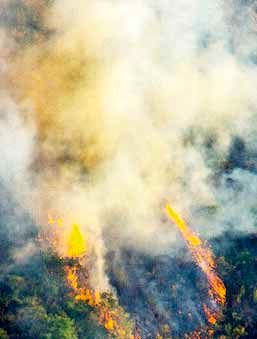 آتش‌سوزی‌ همچنان در کمین جنگل‌ها
