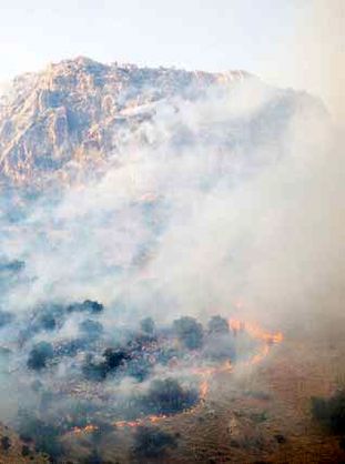 آیا نباید نگران آتش‌سوزی‌های جنگلی باشیم؟
