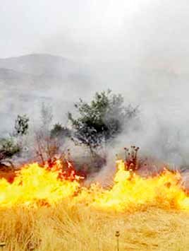 افزایش آتش‌سوزی‌های عمدی جنگلی در کشور