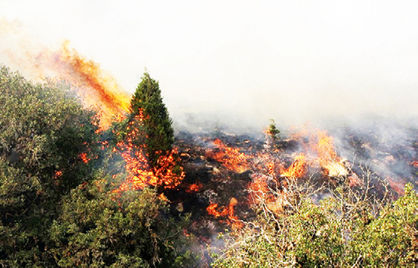 آتش ۵۸۴هکتار از جنگل‌های گلستان را خاکستر کرد