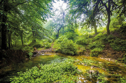 جنگل هیرکانی مازندران بودجه حفاظتی دریافت نکرد