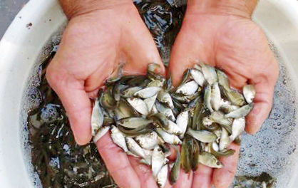 رهاسازی ۳۰۰ هزار بچه ماهی بومی در تالاب هورالعظیم