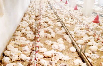 هشدار تلف شدن مرغ‌ها در پی قطع برق