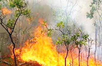 بیانیه‌ای برای پیشگیری از آتش‌سوزی جنگل‌ها