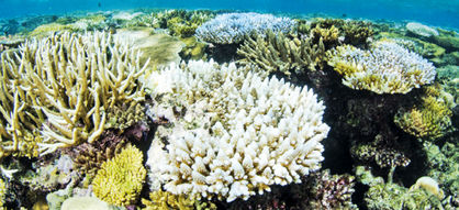 سه دهه فاصله تا انقراض آبسنگ‌های مرجانی