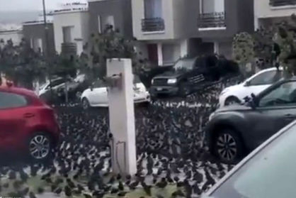 هزاران پرنده مرموز یک خیابان در مکزیک را قرق کردند؛ ماجرا چیست؟+ ویدئو
