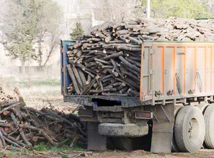 کشف بیش از ۲۴ تن چوب «تاغ» در شهریار