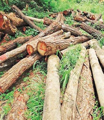 دستور دادستان تهران برای برخورد با عاملان قطع درختان