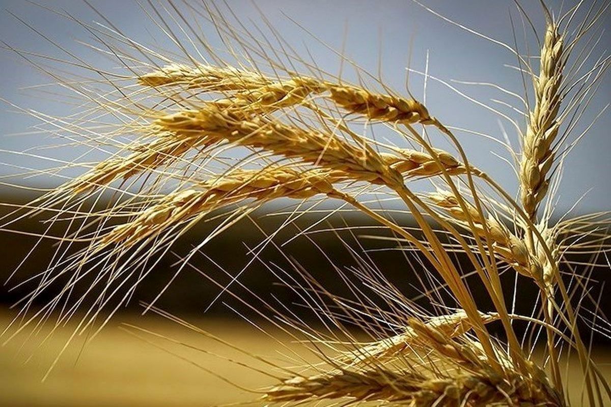 قیمت جدید گندم به زودی اعلام می‌شود