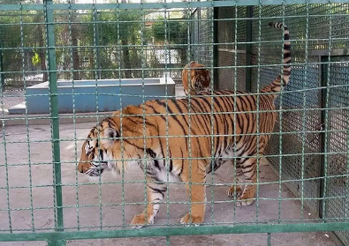 تلفات ادامه‌دار باغ‌وحش مشهد؛ یک قلاده ببر تلف شد! + عکس