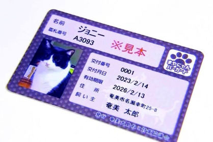 گربه‌های خانگی در ژاپن صاحب کارت شناسایی دولتی و عکس‌دار می‌شوند
