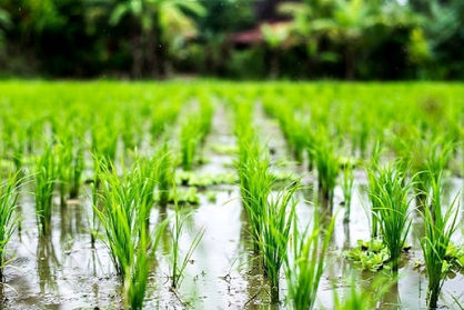 تولید برنج در کشور کاهش می‌یابد