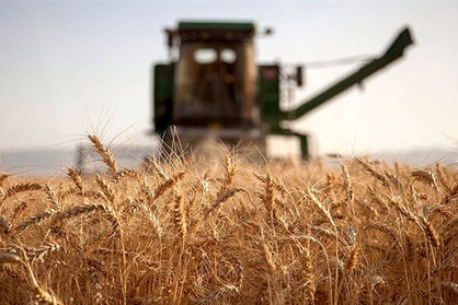 چه میزان گندم از کشاورزان خریداری شد؟