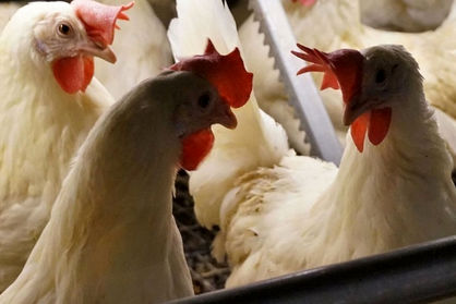 تولید مرغ در ایران افزایش پیدا کرد