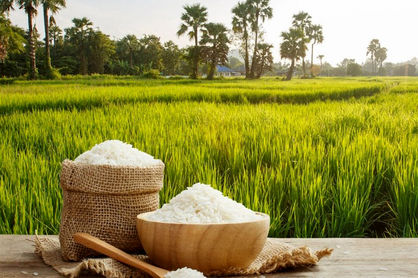 قیمت جدید خرید توافقی برنج ندا و شیرودی مازندران اعلام شد