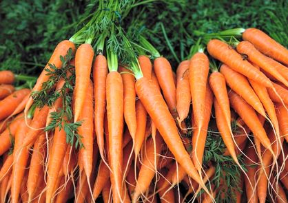 هویج بخورید تا لاغر شوید