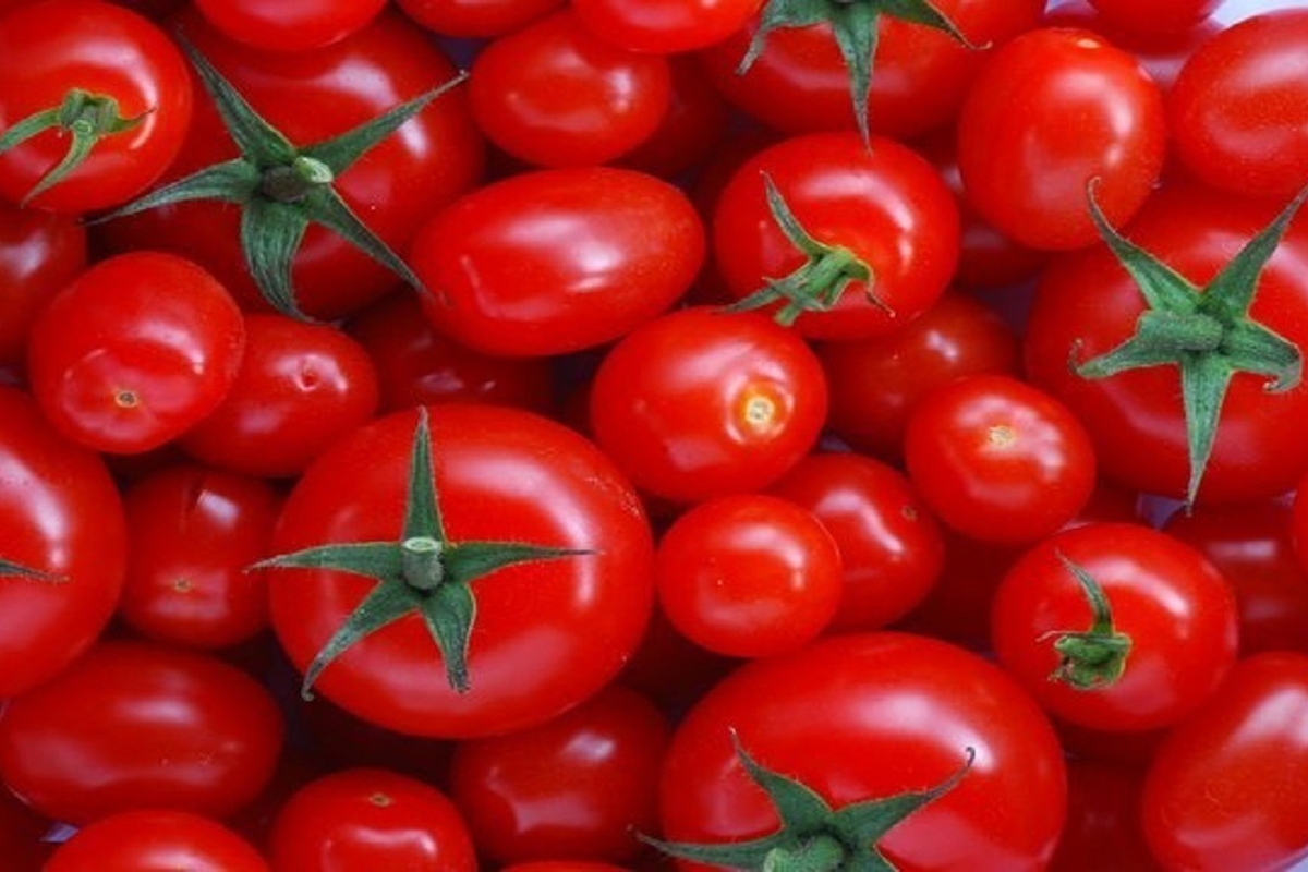 قیمت جدید گوجه‌فرنگی در میادین میوه و تره‌بار اعلام شد