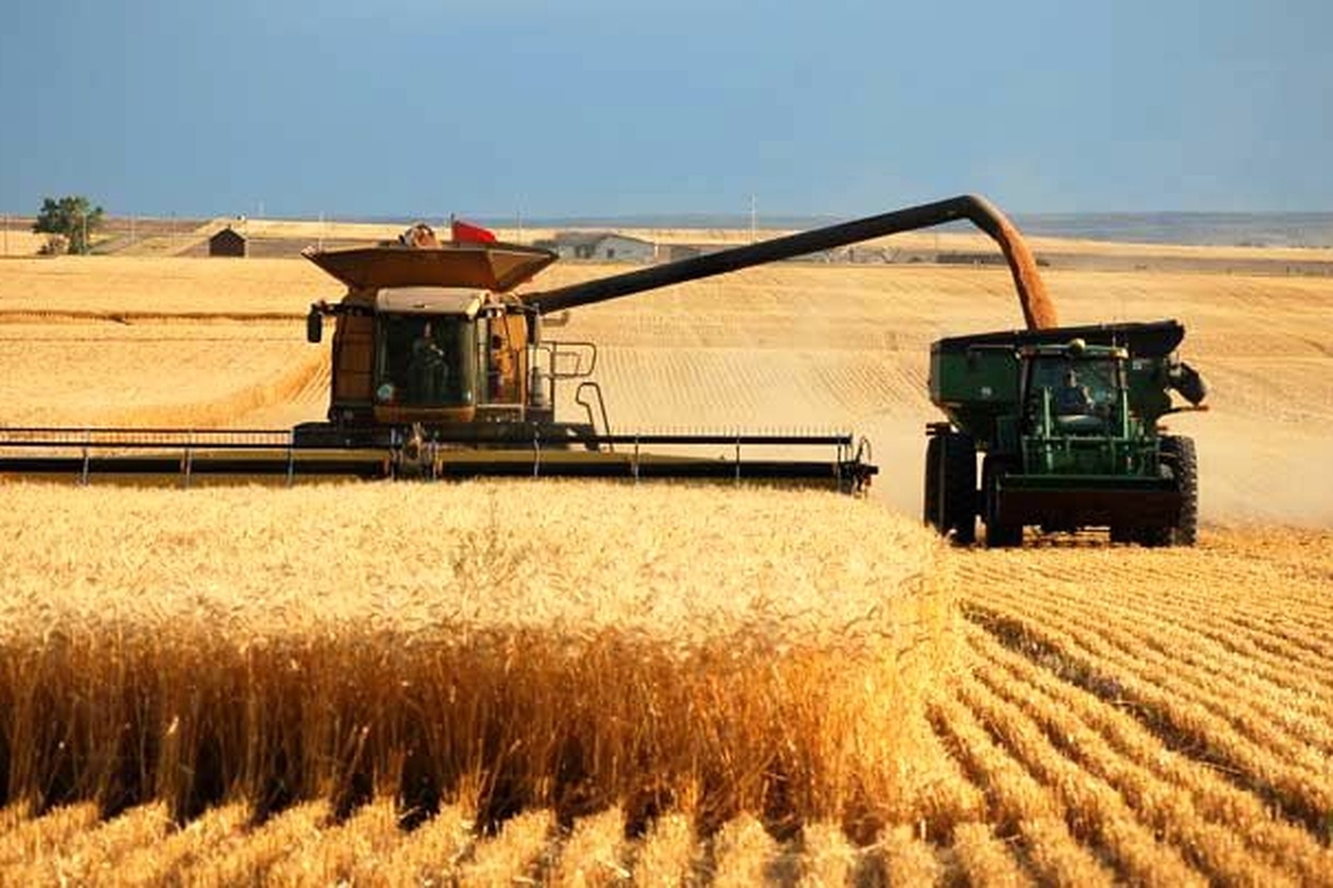آیا تعیین قیمت گندم بر اساس قیمت جهانی آن برای کشاورزان ایرانی به‌صرفه است؟