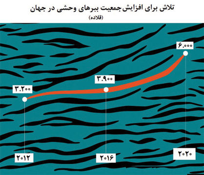 حیات دوباره ببرهای وحشی