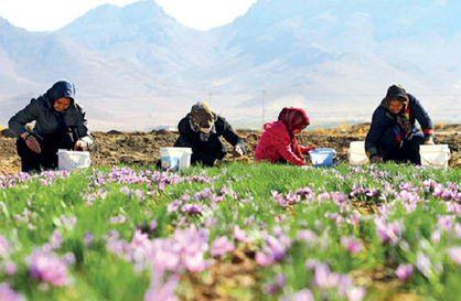 راهکارهای اقتصادی شدن فعالیتها در روستاها