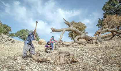 زاگرس؛ عزادار مرگ بلوطها