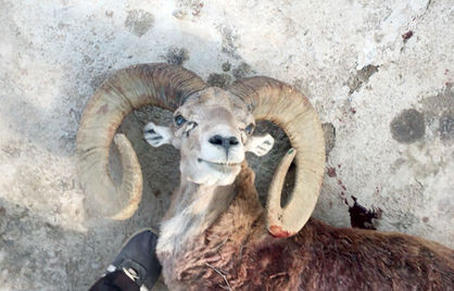 حفاظت از محیطزیست با شکار حیاتوحش