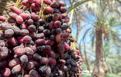 عرضه خرمای مضافتی بم در تالار نقرهای