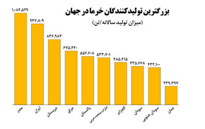 خرمای جهان در نخلستانهای ایران