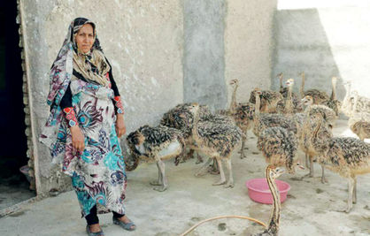 «برکت» در سیستان و بلوچستان با ایجاد 19 هزار شغل