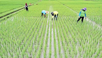 گلایه کشاورزان کلات از ممنوعیت کشت برنج