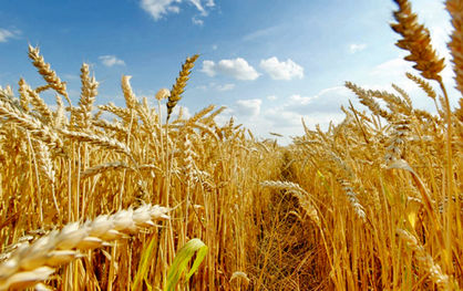برنامهریزی مطلوب برای قیمت نان